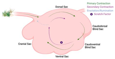 Anatomy of the Rumen Affecting the Microbiome | Encyclopedia MDPI