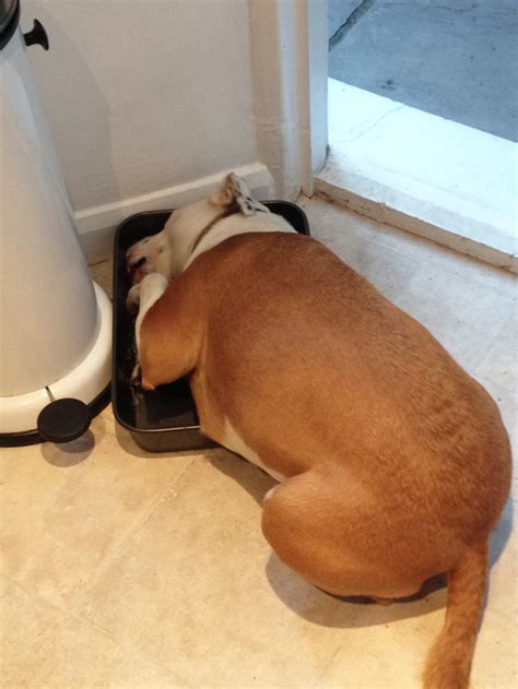 The Constantly Hungry Dog | HuffPost UK Life