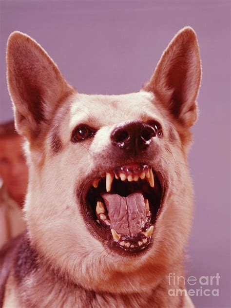 German Shepherd Dog Snarling Photograph by H. Armstrong Roberts - Fine ...