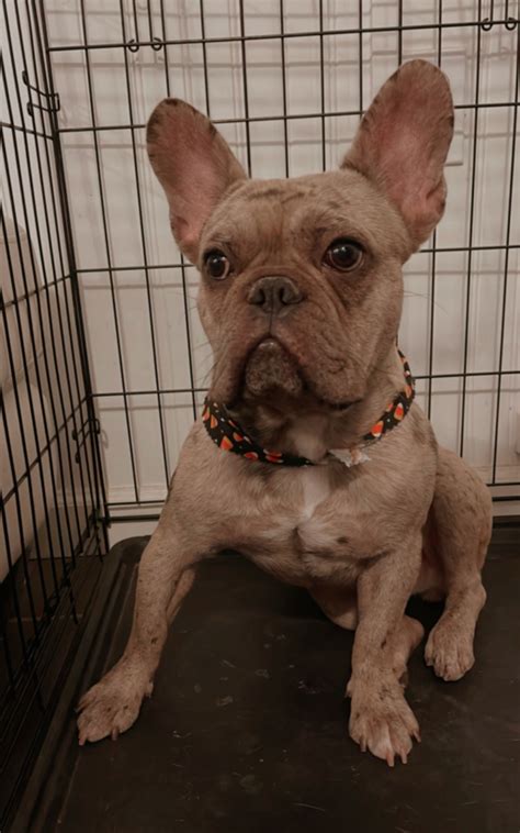 French Bulldog stolen from Glendale home park, police search for suspects