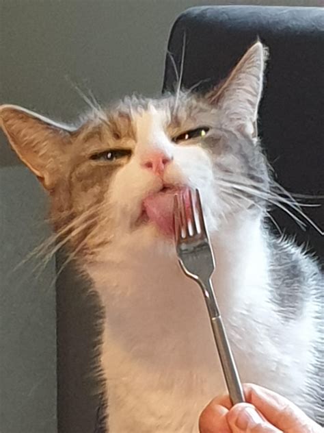 Blerp, eating whipped cream is the best : r/cats