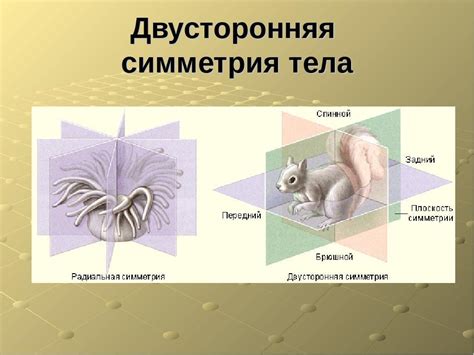 Какие животные имеют двустороннюю симметрию тела? - Школьные Знания.com