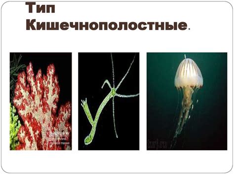 Тип кишечнополостные - online presentation
