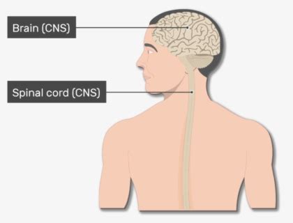 cns clipart 10 free Cliparts | Download images on Clipground 2025