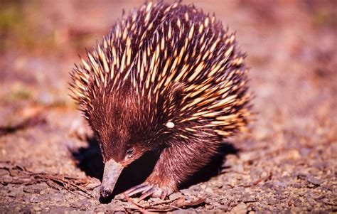 Help Protect Australia's Flora & Fauna | Threatened Species Day – Hoselink