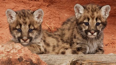 Cute Mountain Lion Cubs