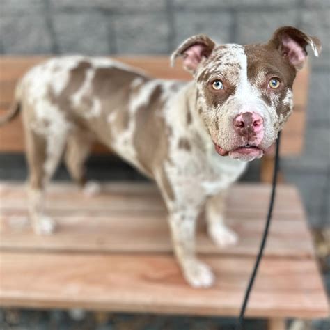 Adopt Mud Skipper Today - Find Paw Pal