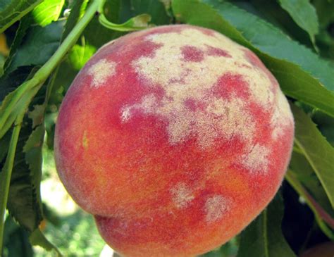 Fungus On Fruits