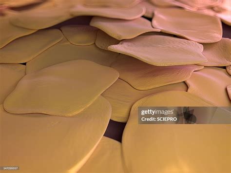 human skin cells artwork high res vector graphic getty images