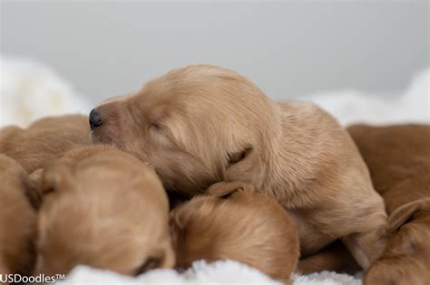 F1 Goldendoodles – USDoodles