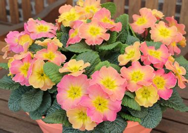 Primula - Earley Ornamentals