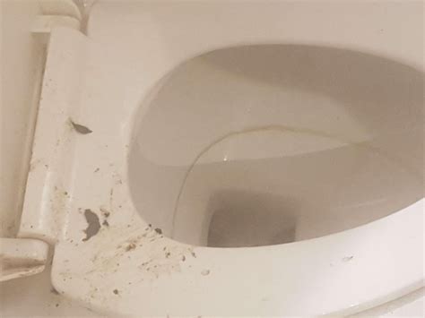 How to clean Rat poop from toilet? : r/pests