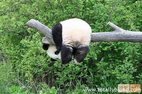 Несколько дней из жизни панды :) | на TotallyBlond.com