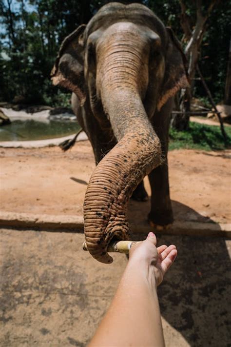 A Person Feeding the Elephant · Free Stock Photo