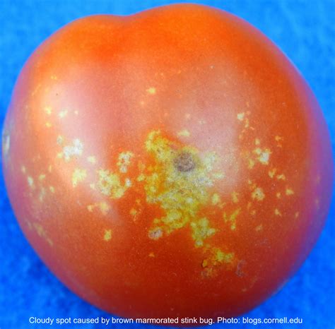 What Causes Yellow Spots On Tomato Leaves - Infoupdate.org