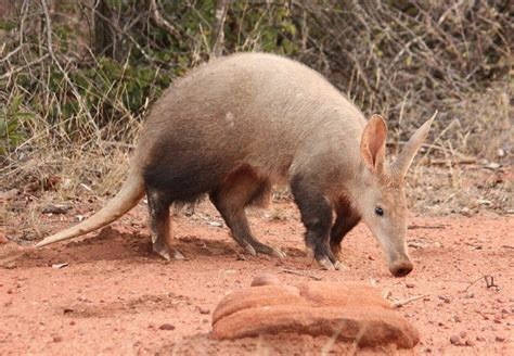 Discover the Fascinating World of Aardvark Symbolism, Meaning, and Totem
