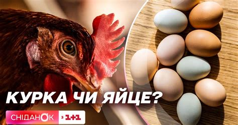 Видео — Что появилось первым — курица или яйцо: философско ...