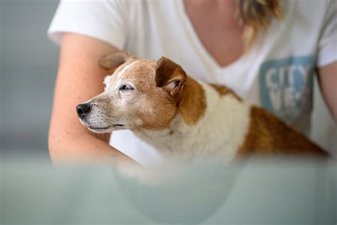 Veterinary Clinic in Larnaca | Κτηνιατρείο | City Vet