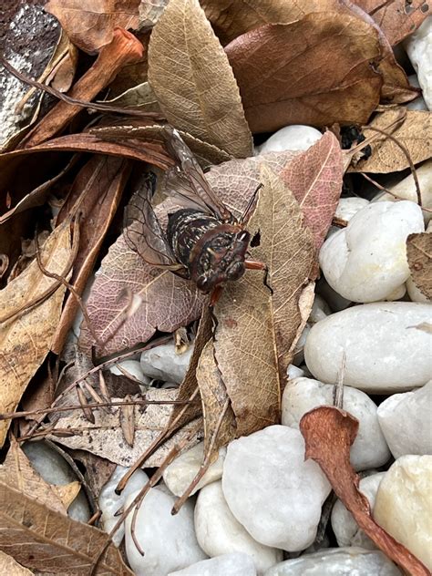 What is this surprisingly large bug? Sydney, Australia. : r/whatsthisbug
