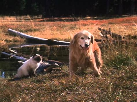 Homeward Bound: The Incredible Journey - Movies & TV on Google Play