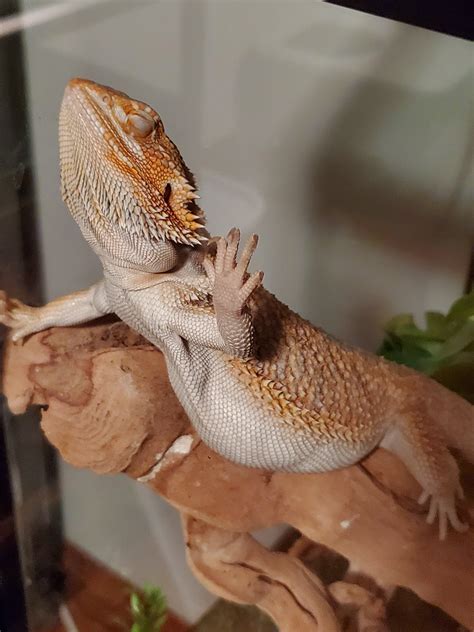 is it normal lizard sleeping too much fast 7