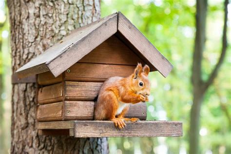 DIY squirrel feeder for your garden - Plantura