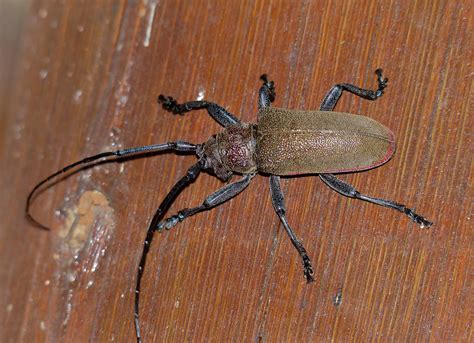 Longhorn Beetle (Ceroplesis ferrugator marginalis) | Flickr