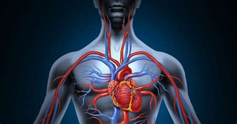 Quais São As Principais Funções Do Sistema Cardiovascular