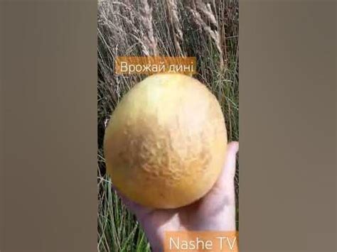 #диня Вирощування дині на західній Україні - YouTube