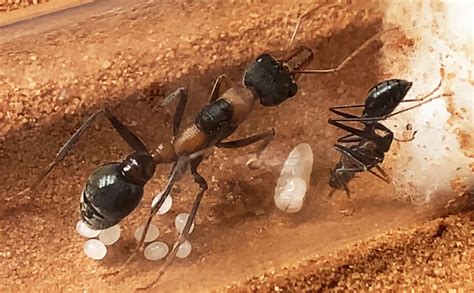 colony  myrmecia pyriformis queen ant giant bull