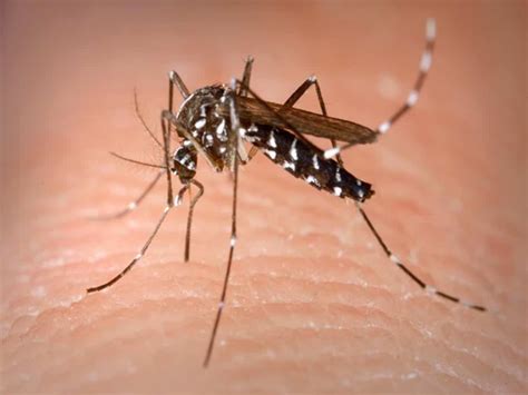 Telangana doctors urge hydration amid rising dengue cases