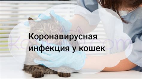 Коронавирусная инфекция у кошек - Kotikmeow