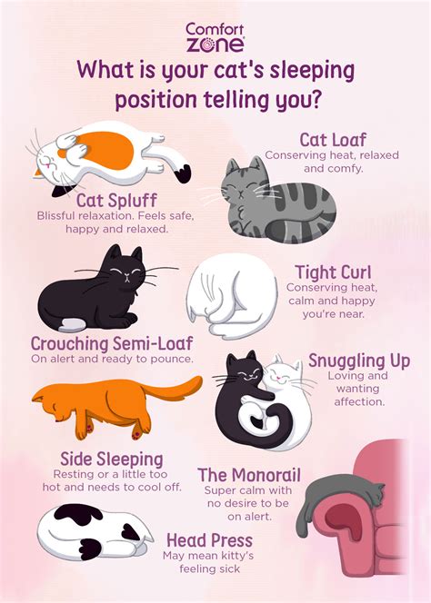 Why Does My Cat Sleep On The Floor Now | Viewfloor.co