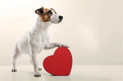 What Is A Dog's Mother Called at Terri Kent blog