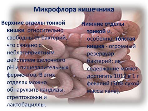 Микрофлора кишечника. Дисбактериоз - презентация онлайн