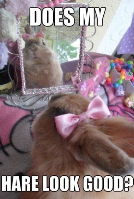 Funny Bunny | Funlexia - Funny Pictures