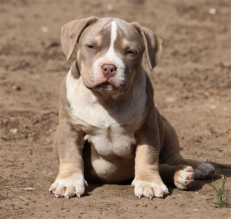 American bully puppy - nameskum