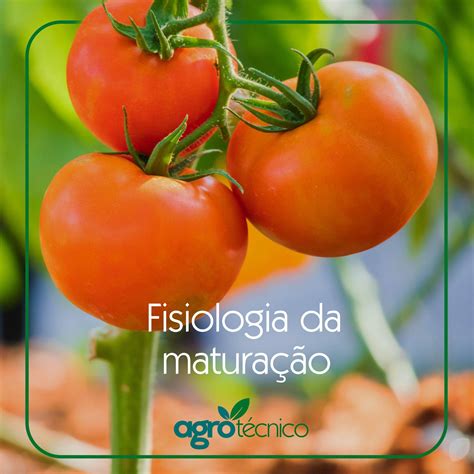 Como Podemos Definir Maturação