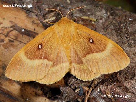 macro moths  wildlife insight
