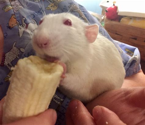 My little old man likes bananas : r/RATS