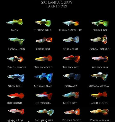 Pin by peter vg on Aquarium | Betta fish, Freshwater aquarium fish ...
