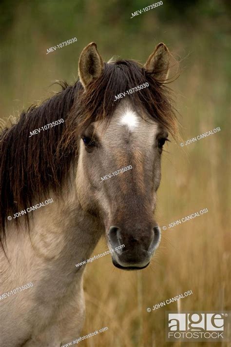 Konik Pony, Stock Photo, Picture And Rights Managed Image. Pic. MEV ...