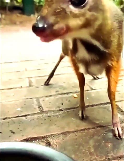 🐁Мышиный🦌Олень🫎 - YouTube