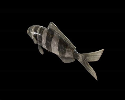 pilot fish  model  dstudio