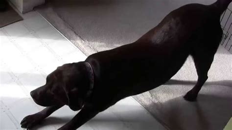 Best Dog Fart Video - YouTube