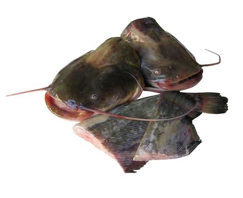 Catfish head and tail | IHTICOM | Products Made In Moldova Fish and ...