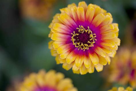 Tallest Zinnias at Hayley Ironside blog