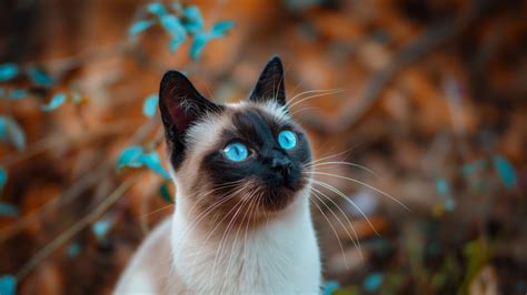 Cat Wallpaper (Stunning, Kitty) #881