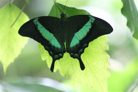 papilio species - ZooChat