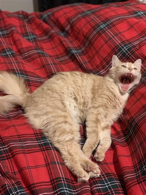 PsBattle: meow meow mid yawn : r/photoshopbattles